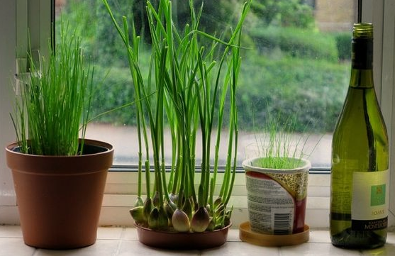 Berkebun di rumah menanam bawang 