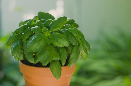 Menanam daun basil di rumah