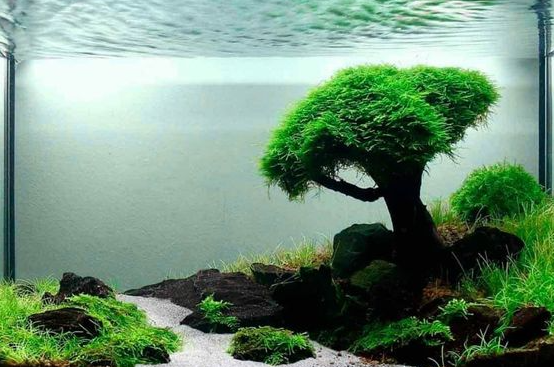 cara membuat aquascape