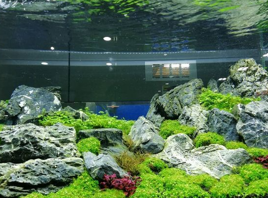 cara membuat aquascape