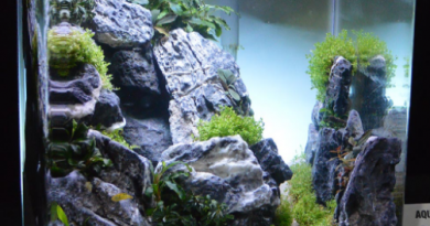 desain aquascape sederhana