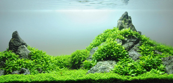 desain aquascape sederhana 4