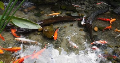 kolam ikan minimalis