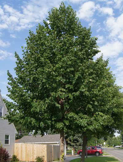 pohon hybrid poplar atau populus