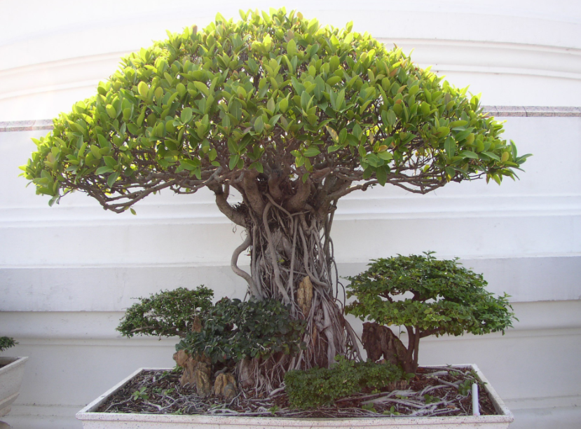 Cara Menanam Bonsai Beringin – Blog QHOMEMART