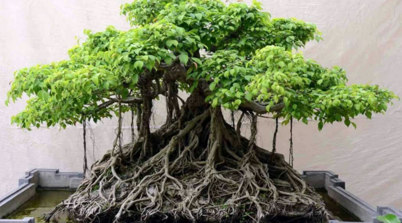 bonsai beringin