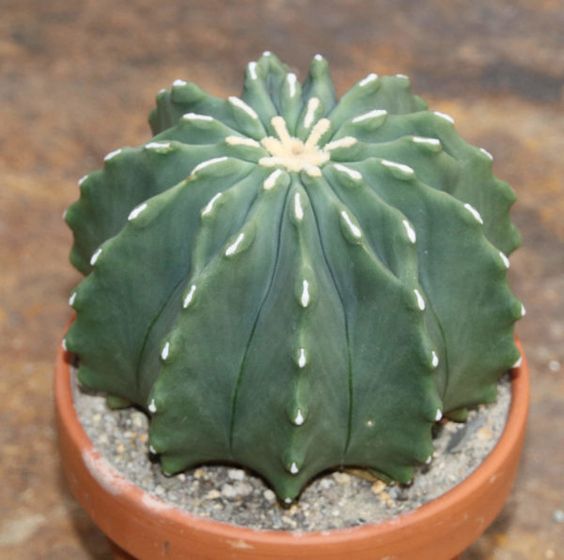 tanaman kaktus erocactus