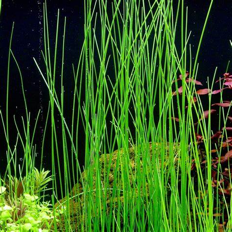 giant grass aquascape