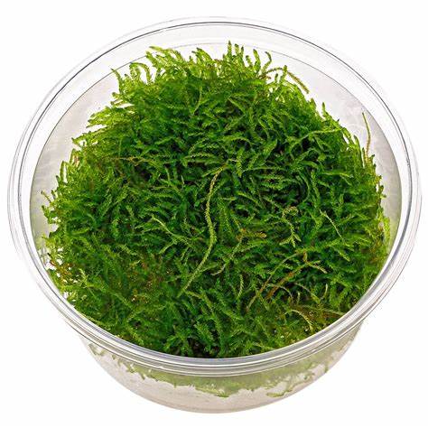 java moss aquascape