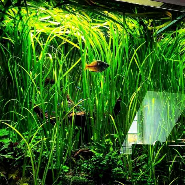 tanaman aquascape Jungle Vallisneria