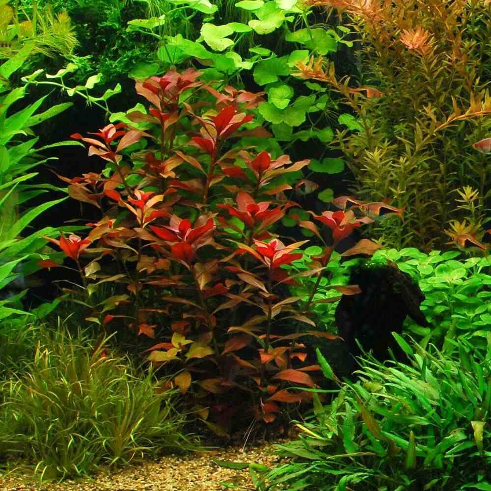 tanaman ludwigia repens aquascape