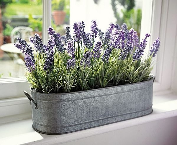 tanaman lavender aquascape